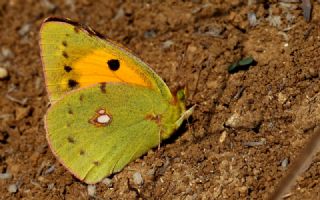 Sar Azamet (Colias croceus)