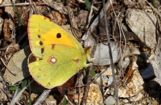 Sar Azamet (Colias croceus)