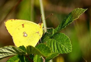 Sar Azamet (Colias croceus)