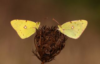 Sar Azamet (Colias croceus)