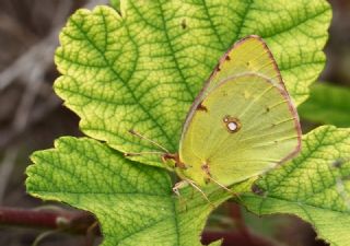 Sar Azamet (Colias croceus)