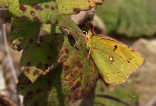 Sar Azamet (Colias croceus)