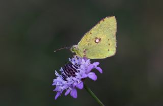 Sar Azamet (Colias croceus)