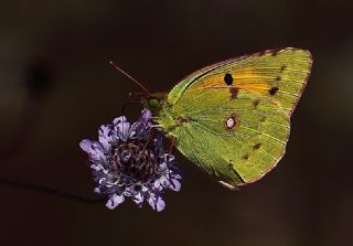 Sar Azamet (Colias croceus)
