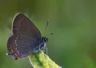 Byk Sevbeni (Satyrium ilicis)