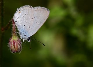 Fransz Everesi (Cupido alcetas)