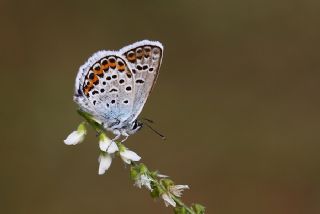 Gm Lekeli Esmergz (Plebejus argus)