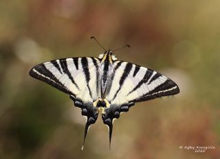 Erik Krlangkuyruk (Iphiclides podalirius)