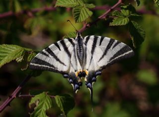 Erik Krlangkuyruk (Iphiclides podalirius)