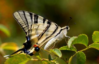 Erik Krlangkuyruk (Iphiclides podalirius)