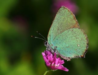 Zmrt (Callophrys rubi)