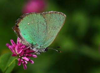 Zmrt (Callophrys rubi)