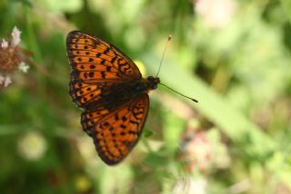 ift Noktal Brentis (Brenthis hecate)