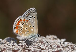 okgzl Mavi (Polyommatus icarus)