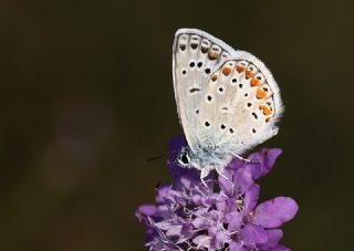 okgzl Meneke Mavisi (Polyommatus thersites)