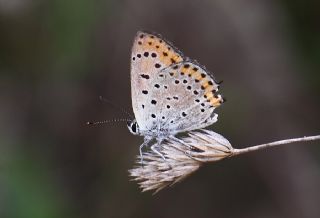 Kk Ate Gzeli (Lycaena thersamon)