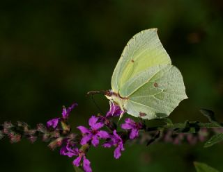 Orakkanat (Gonepteryx rhamni)