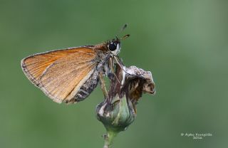 Sar Antenli Zpzp (Thymelicus sylvestris)