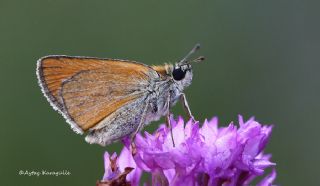 Sar Antenli Zpzp (Thymelicus sylvestris)