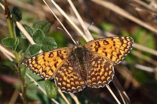 Benekli Byk parhan (Melitaea phoebe)