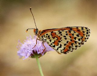 Benekli parhan (Melitaea didyma)