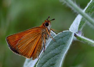 Siyah Antenli Zpzp (Thymelicus lineolus)