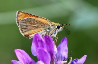 Siyah Antenli Zpzp (Thymelicus lineolus)