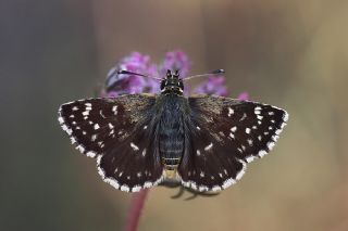 Kzl Zpzp (Spialia orbifer)