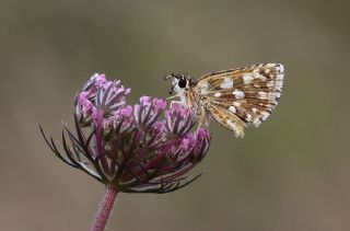 Kzl Zpzp (Spialia orbifer)