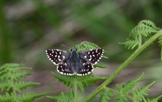 Narin Orman Beyaz (Leptidea sinapis)