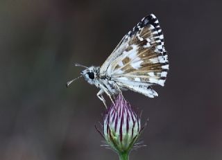 Ebegmeci Zpzp (Pyrgus malvae)