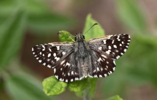 Ebegmeci Zpzp (Pyrgus malvae)