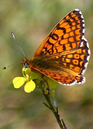 parhan (Melitaea cinxia)