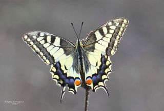 Krlangkuyruk (Papilio machaon)