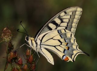 Krlangkuyruk (Papilio machaon)