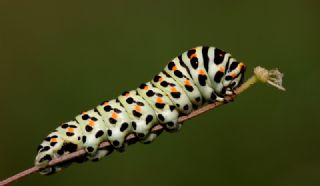 Krlangkuyruk (Papilio machaon)