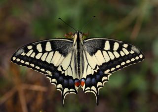 Krlangkuyruk (Papilio machaon)