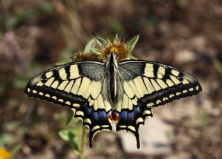 Krlangkuyruk (Papilio machaon)