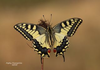 Krlangkuyruk (Papilio machaon)