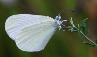 Narin Orman Beyaz (Leptidea sinapis)