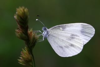 Narin Orman Beyaz (Leptidea sinapis)