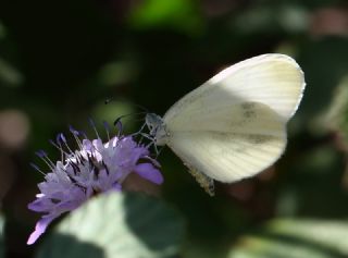 Narin Orman Beyaz (Leptidea sinapis)