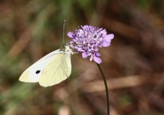Byk Beyazmelek  (Pieris brassicae)