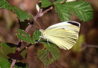 Byk Beyazmelek  (Pieris brassicae)