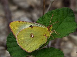 Gzel Azamet (Colias alfacariensis)