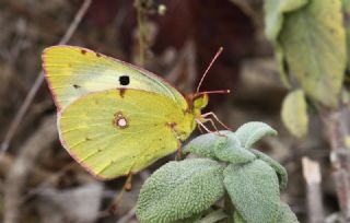 Gzel Azamet (Colias alfacariensis)