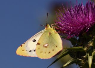 Gzel Azamet (Colias alfacariensis)