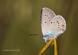 okgzl Gzel Mavi (Polyommatus bellis)