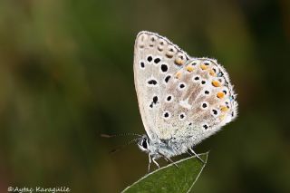 okgzl Gk Mavisi (Polyommatus bellargus)