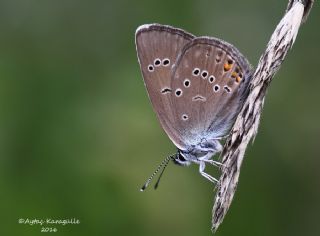 okgzl Gzel Mavi (Polyommatus bellis)